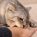 猫がやたら『手を攻撃』してくるのはなぜ？考えられる4つの理由　動かし方…