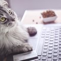 猫との暮らしで『在宅ワーク』をする際の注意点3つ　ずっと一緒は猫に…