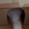 手作りダンボールハウスで『くつろいでいた猫』→朝起きて見てみると……