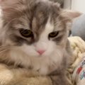 ママとの『甘えん坊タイム』に突入した猫→パパが帰ってくると…突然の『ま…
