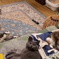 くつろいでいた3匹の猫に『おやすみ』と声をかけると…かえるの合唱のよう…