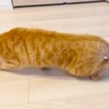 雷が鳴っていた日、『茶トラ猫の様子』を見たら…あまりにも尊い『歩き方』…