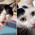 2匹の『猫の鳴き声』集めてみたら…「これは癒やされる」「無限に聞い…