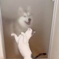 ハスキー犬が帰宅すると、猫がやって来て……ドア越しに見せた『可愛す…
