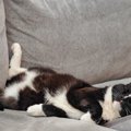 『睡眠中の猫』には絶対にしてはいけない4つのNG行為　大きなストレスにな…