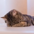猫がうつ伏せで『ごめん寝』する理由3選　一見苦しそうなこの寝姿、そ…