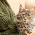 『生まれつきの疾患』を発症しやすい猫種4選　正しい予備知識で注意で…