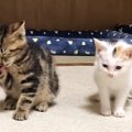 ケージ越しに会っていた子猫2匹→直接対面すると…とんでもなく尊い『ま…