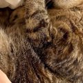 甘えん坊すぎる猫→寝るときになると、飼い主さんの腕の中で……キュンとくる…