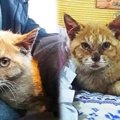 空腹で泥を食べていた子猫…保護され麗しい姿に変身！