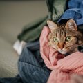 猫が『洗濯物の上に乗る』のが好きなのはなぜ？3つの理由　これじゃ畳…