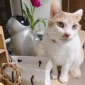 キャットフードの選び方のポイント！