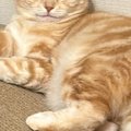 リラックスしている猫に『爪切ろうか？』と聞いてみたら…まさかの『表…