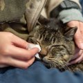 猫に『涙やけ』ができてしまうのはなぜ？主な原因や予防法、お手入れのポ…