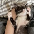 猫がされると絶対ツボる飼い主の行動5つ