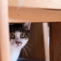 猫が嫌がっている『飼い主のNG行動』5選　控えるべき理由や与えかねな…