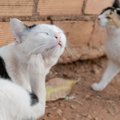  猫に起こりやすい『熱中症以外の夏の健康トラブル』6選　暑さや湿気、気…