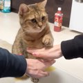 猫に『えいえいおー』教えた結果…まさかの"こだわり出す姿"…