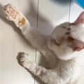 『野良猫をひいてしまった』絶望のまま病院に駆け込むと…先生が放った…