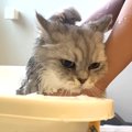 ３匹の長毛ネコをお風呂に入れた結果→ドライヤーハウスで乾かそうとし…