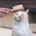 愛猫との『賃貸住宅』暮らしで起こり得るトラブル3つ　大家さんやご近…