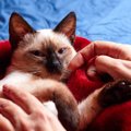 猫が大満足する『上手な褒め方』のコツ4つ♪撫でるだけじゃないとって…