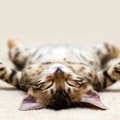 猫の『寝相が変わる』のは悪いサイン？考えられる3つの原因　気をつけ…
