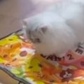 電動猫じゃらしで遊んでいた猫…あまりにも予想外な『使い方』に「斬新すぎ…