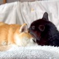 赤ちゃんのように黒猫に甘える犬→昔を振り返ってみると…愛おしくてたまら…