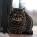 抜群の魅力で利用客のマスコットになった茶トラたち！　台湾で人々に愛さ…