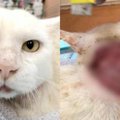 首にひどい怪我を負った猫…懸命な治療の行く末は？