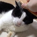 猫ちゃんも順番は守る