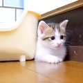 隙間にピッタリ挟まる保護子猫→姉猫が遊びに誘ったら…可愛すぎて『ず…