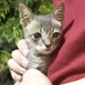 犬にいじめられていた子猫を保護してから１年…感動の軌跡と『素敵すぎ…