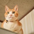 猫が『本能的にやってしまう行動』4選　隠されている意味や飼い主が気を付…