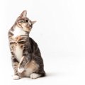 猫が『不自然な動き』をするときの原因4つと対処法