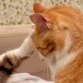 後輩猫に『顔を蹴られる先輩猫』→反応を見ると……思わず笑ってしまうやり取…