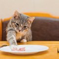 猫の早食い防止に役立つ商品と選び方