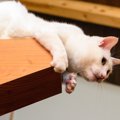 飼い主に勝負を挑む猫の心理4つ