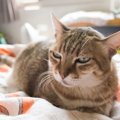 猫から避けられがちな人がしている5つのタブー行為