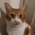 『パパを起こしに行ける？』と猫に尋ねてみると…想像以上に『うん』と…