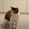 勝敗は如何に？！猫ちゃんとPK対決♡