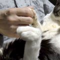 ゴロゴロ甘えながらガッチリホールド♡猫ちゃんの可愛すぎるあんよも見…