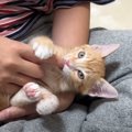 指しゃぶりに目覚めた赤ちゃん猫→まさかの『強いこだわり』を持つ様子…