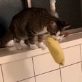 運び屋猫ちゃん、どんな物でもお任せを！