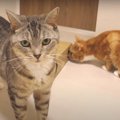 頑張りは認めてちょーだい！猫ちゃんと薄すぎる箱？