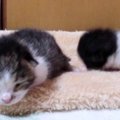 駐車場に遺棄された子猫…保護されふわふわの美姿に！