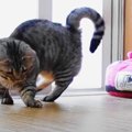 落ちてたパスタがおもちゃになった猫さんたち