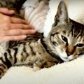 猫ちゃんを甘えん坊にする方法とは！？