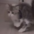 突然の音に『驚いた子猫』が、次の瞬間……うさぎみたいになった『まさ…